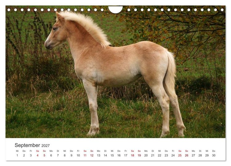 Produktbild: Haflinger - blonde Sch&ouml;nheiten (Wandkalender 2027 DIN A4 quer), CALVENDO Monatskalender