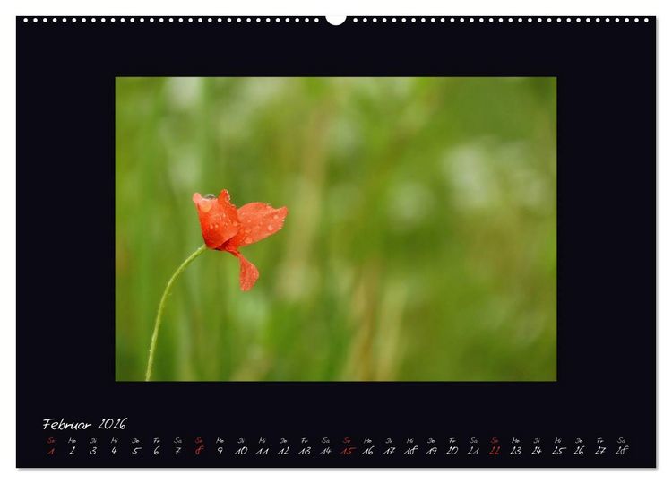 Produktbild: MOHNographie (Wandkalender 2026 DIN A2 quer), CALVENDO Monatskalender