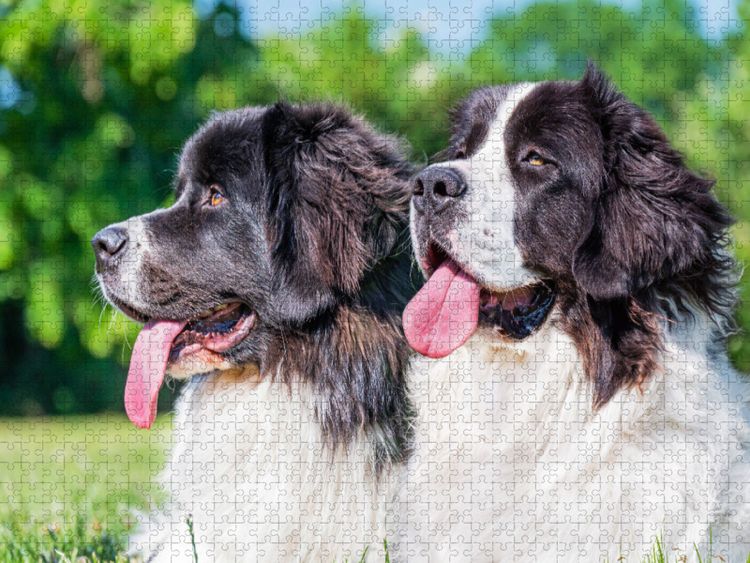 Produktbild: CALVENDO Puzzle Portr&auml;t von zwei Landseer-H&uuml;ndinnen | 1000 Teile Lege-Gr&ouml;&szlig;e 64x48cm Foto-Puzzle f&uuml;r gl&uuml;ckliche Stunden