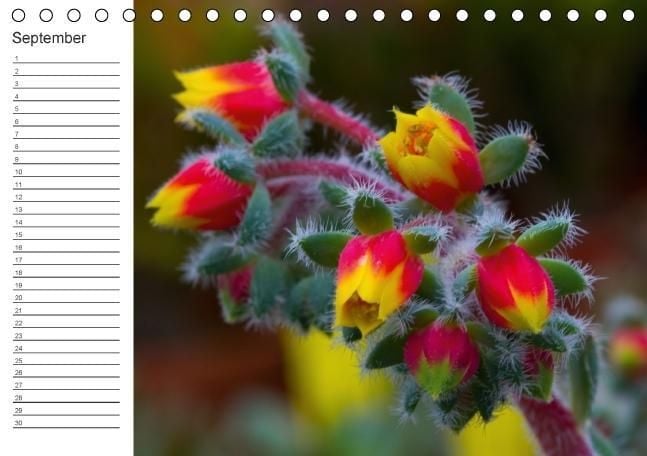 Produktbild: Ich denk an Dich ... Pers&ouml;nlicher Terminkalender (Tischkalender immerw&auml;hrend DIN A5 quer)