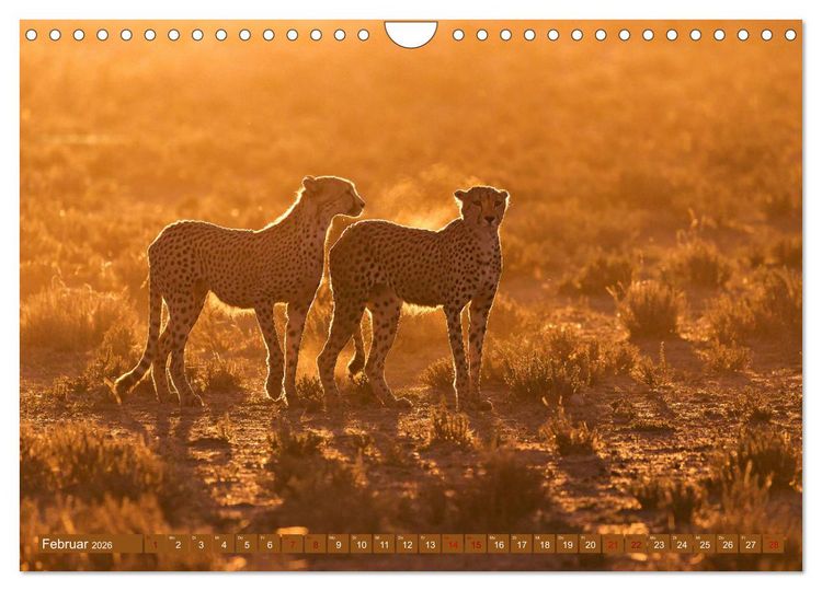 Produktbild: Afrikas Tierwelt - Geparde (Wandkalender 2026 DIN A4 quer), CALVENDO Monatskalender