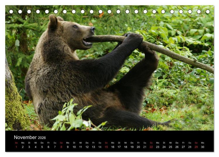 Produktbild: B&auml;ren im Nationalpark Bayerischer Wald (Tischkalender 2026 DIN A5 quer), CALVENDO Monatskalender