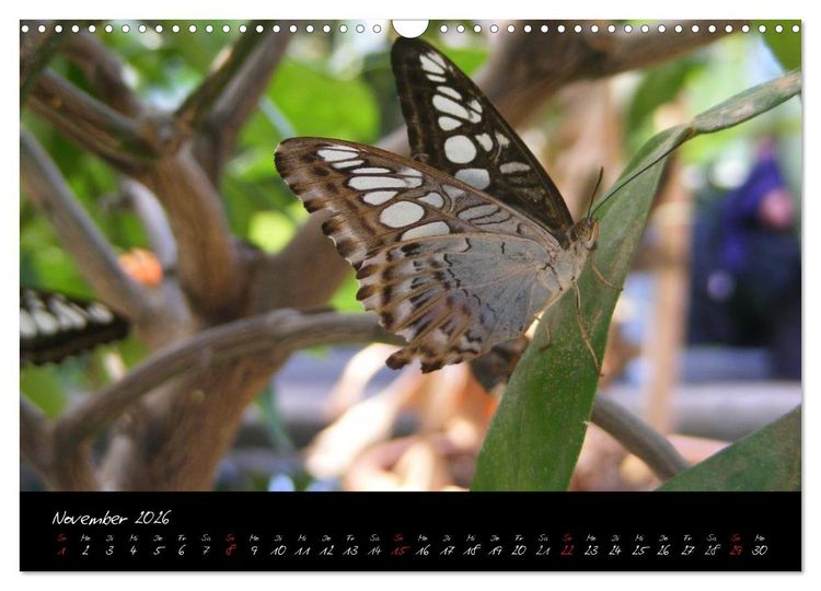 Produktbild: Schmetterlinge (Wandkalender 2026 DIN A3 quer), CALVENDO Monatskalender