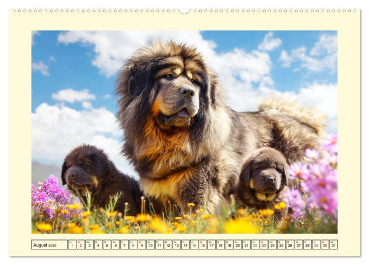 Produktbild: Tibet Mastiffs. Stolze Seelen im Wind der Berge (Wandkalender 2026 DIN A2 quer), CALVENDO Monatskalender