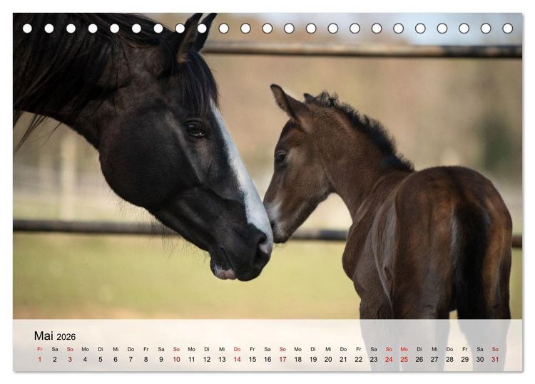 Produktbild: Pferde 2026 Kraft und Anmut (Tischkalender 2026 DIN A5 quer), CALVENDO Monatskalender