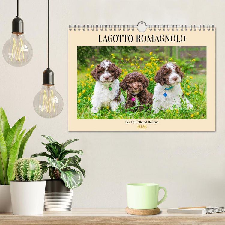 Produktbild: Lagotto Romagnolo - der Tr&uuml;ffelhund Italiens (Wandkalender 2026 DIN A4 quer), CALVENDO Monatskalender