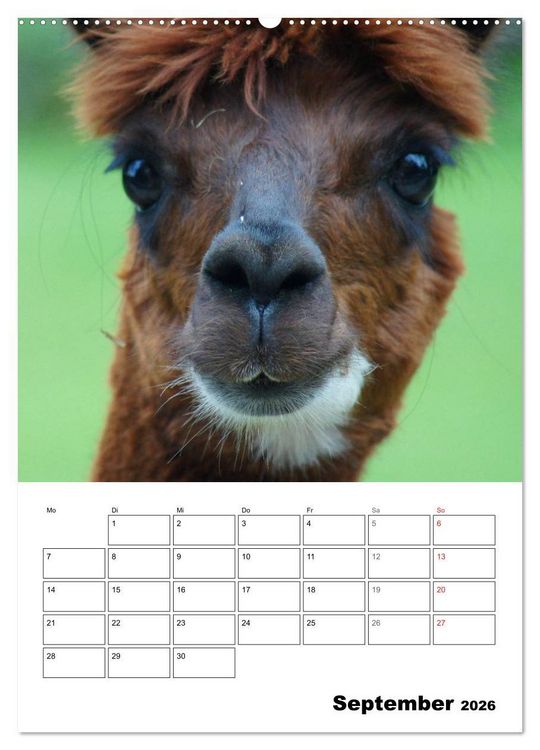 Produktbild: Alpaka und Lama Terminplaner (hochwertiger Premium Wandkalender 2026 DIN A2 hoch), Kunstdruck in Hochglanz