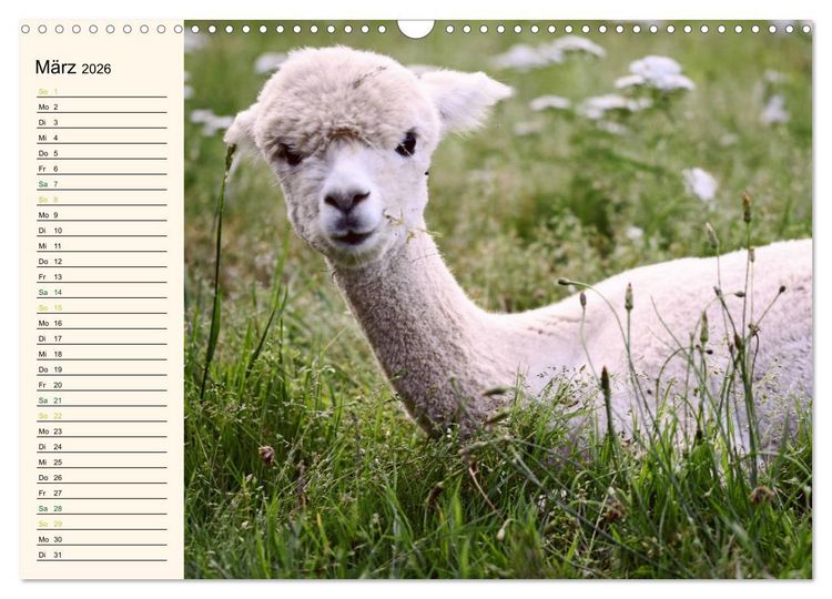 Produktbild: Alpakas im Blumenzauber (Wandkalender 2026 DIN A3 quer), CALVENDO Monatskalender
