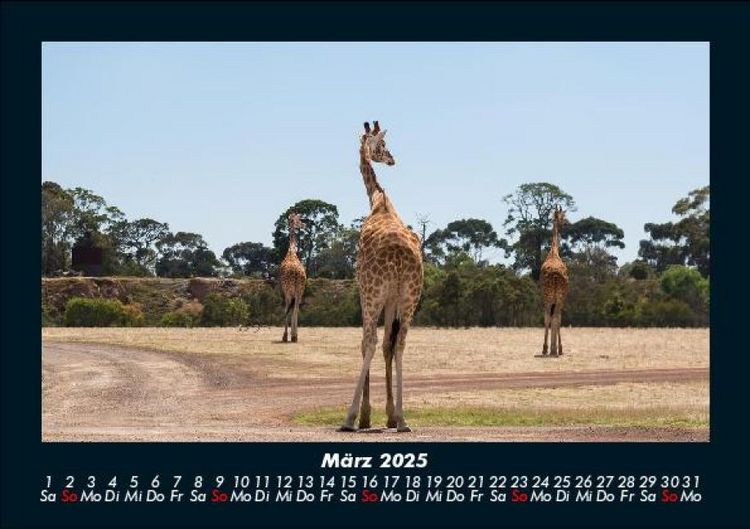 Produktbild: Giraffen 2025 Fotokalender DIN A5