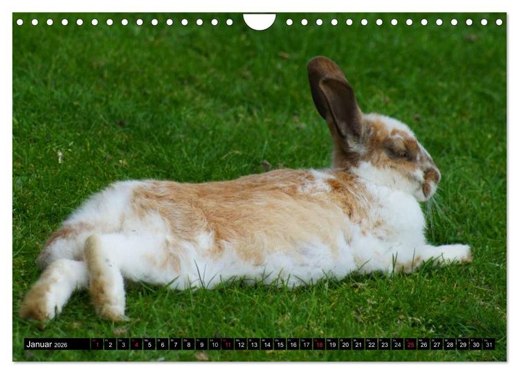 Produktbild: Liebenswerte Zwergkaninchen (Wandkalender 2026 DIN A4 quer), CALVENDO Monatskalender