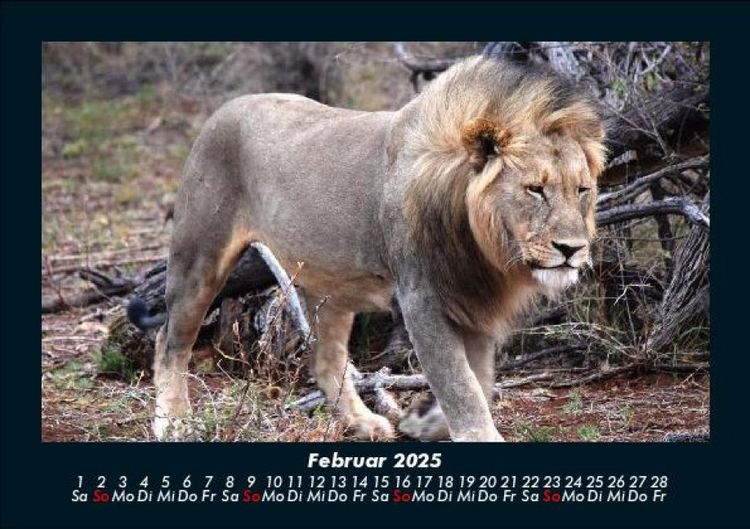 Produktbild: L&ouml;wen in der Wildnis 2025 Fotokalender DIN A5