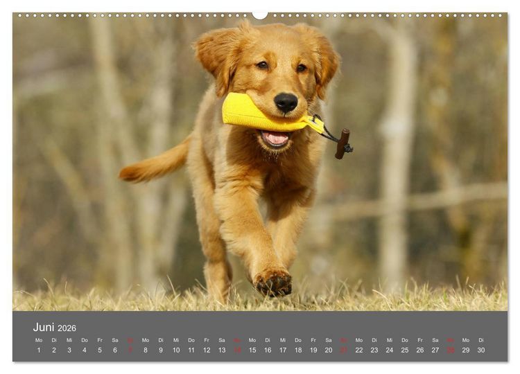 Produktbild: Chesley Kleiner Hund grosse Abenteuer (Wandkalender 2026 DIN A2 quer), CALVENDO Monatskalender