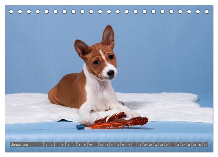 Produktbild: Der Basenji (Tischkalender 2026 DIN A5 quer), CALVENDO Monatskalender