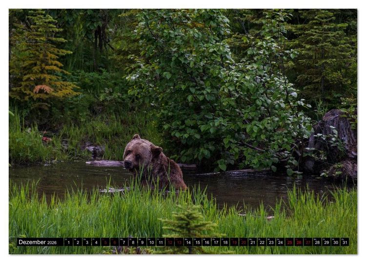Produktbild: Grizzlys und Geisterb&auml;ren - Glendale Cove, Kanada (hochwertiger Premium Wandkalender 2026 DIN A2 quer), Kunstdruck in Hochglanz