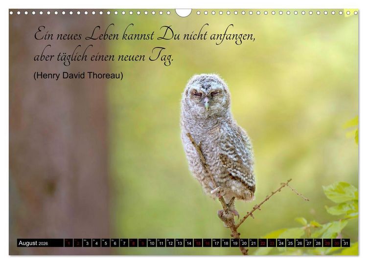 Produktbild: der Waldkauz - Strix Aluco (Wandkalender 2026 DIN A3 quer), CALVENDO Monatskalender