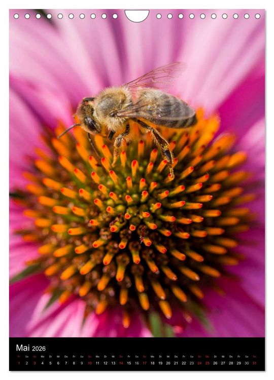 Produktbild: Bienen (Wandkalender 2026 DIN A4 hoch), CALVENDO Monatskalender