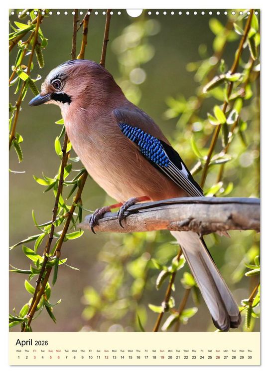 Produktbild: Shy forest birds (Wall Calendar 2026 DIN A3 portrait), CALVENDO 12 Month Wall Calendar