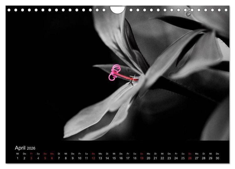Produktbild: Farbtupfer (Wandkalender 2026 DIN A4 quer), CALVENDO Monatskalender