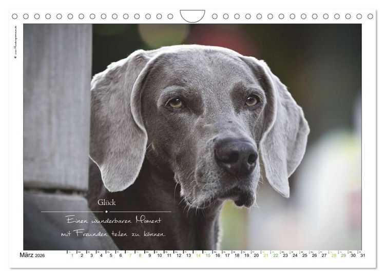 Produktbild: Hunde-Spruchreif (Wandkalender 2026 DIN A4 quer), CALVENDO Monatskalender