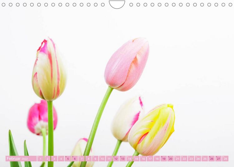 Produktbild: Tulpen f&uuml;r das ganze Jahr (Wandkalender 2022 DIN A4 quer)
