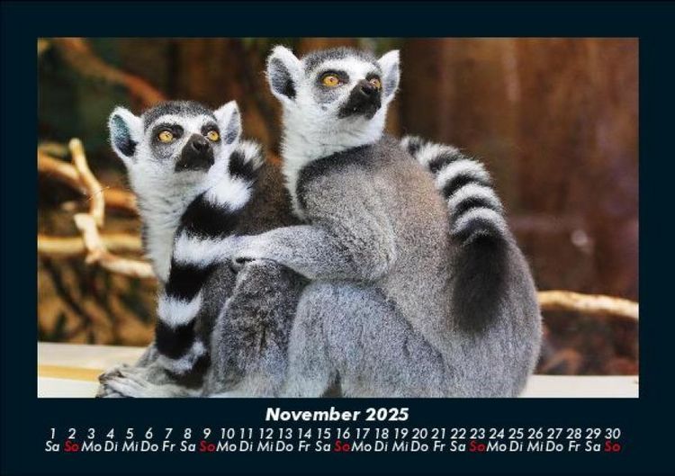 Produktbild: Welt der Tiere 2025 Fotokalender DIN A5