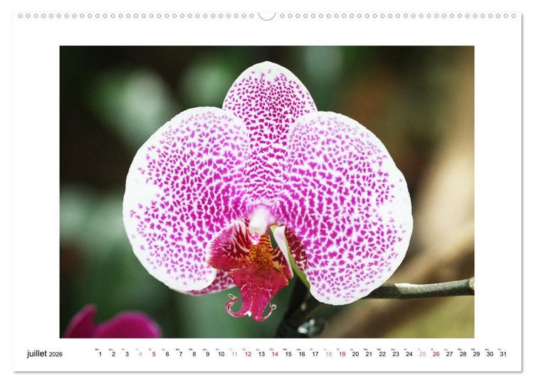 Produktbild: L'orchid&eacute;e Phalaenopsis (Calendrier mural 2026 DIN A2 vertical) calendrier de bureau