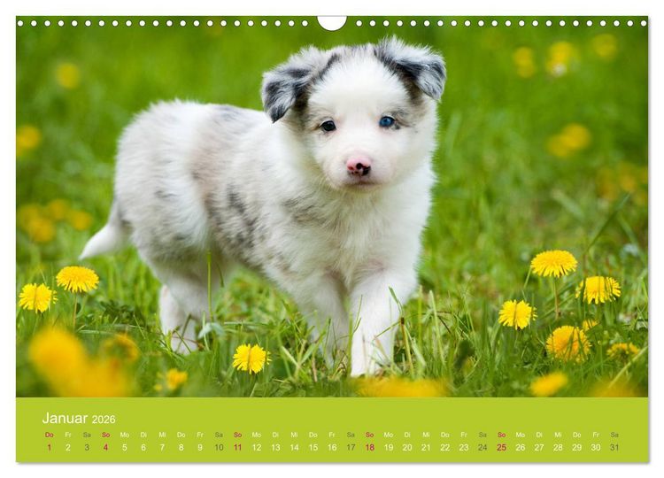Produktbild: Welpen im Fr&uuml;hling (Wandkalender 2026 DIN A3 quer), CALVENDO Monatskalender