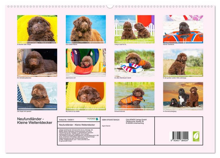 Produktbild: Neufundl&auml;nder - Kleine Weltentdecker (hochwertiger Premium Wandkalender 2026 DIN A2 quer), Kunstdruck in Hochglanz