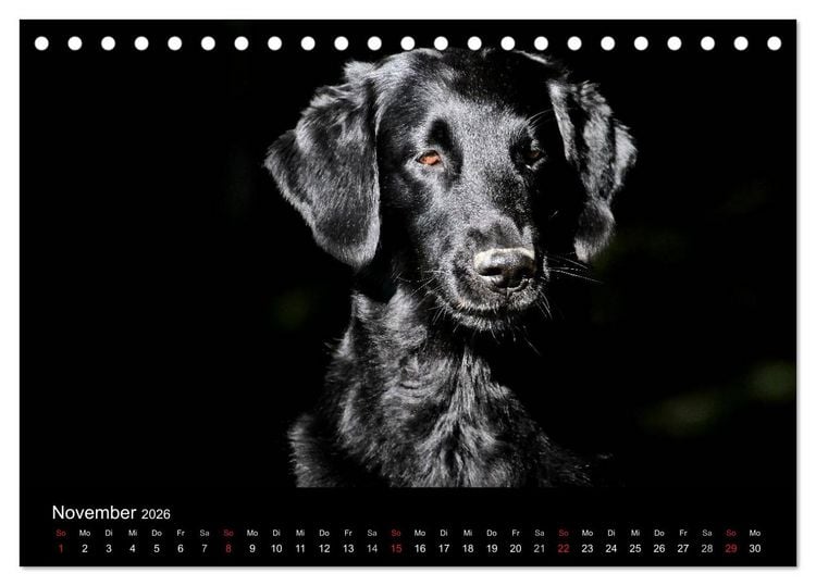 Produktbild: Flatcoated Retriever (Tischkalender 2026 DIN A5 quer), CALVENDO Monatskalender