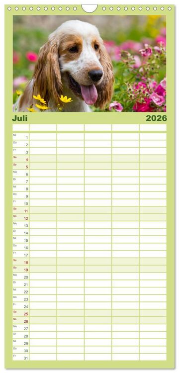 Produktbild: Familienplaner 2026 - English Cocker Spaniels - Ein Spaziergang im Park mit 5 Spalten (Wandkalender, 21 x 45 cm) CALVENDO