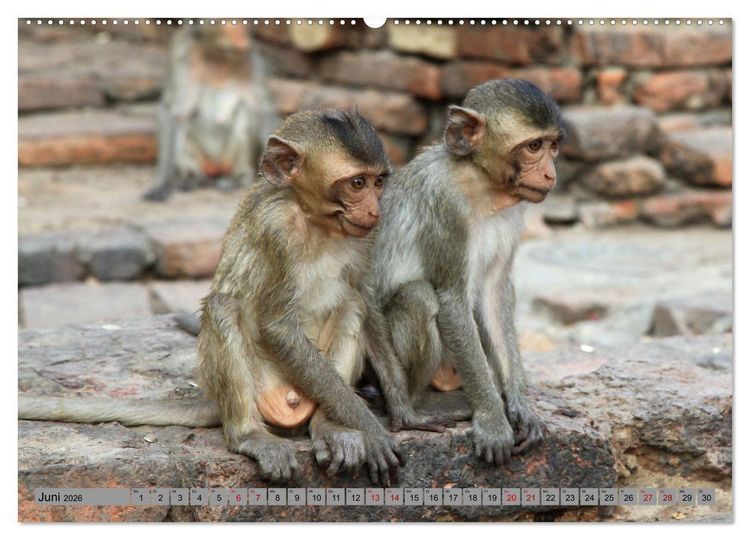 Produktbild: AFFEN AUS ASIEN Indonesien, Thailand, Indien (Wandkalender 2026 DIN A2 quer), CALVENDO Monatskalender