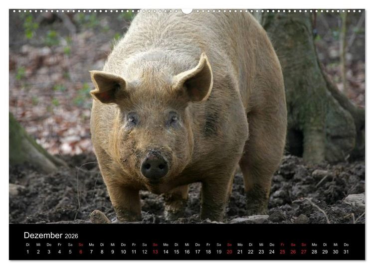 Produktbild: Schweinereien (Wandkalender 2026 DIN A2 quer), CALVENDO Monatskalender