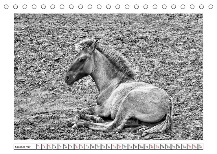 Produktbild: D&uuml;lmener Wildpferde im M&uuml;nsterland in schwarz und wei&szlig; (Tischkalender 2022 DIN A5 quer)