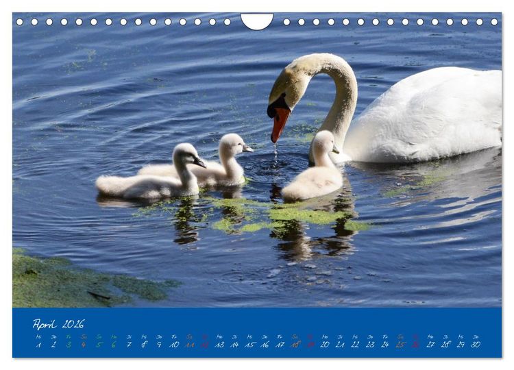 Produktbild: Schwanenfamilie, vom Ei bis zum Fliegen. (Wandkalender 2026 DIN A4 quer), CALVENDO Monatskalender