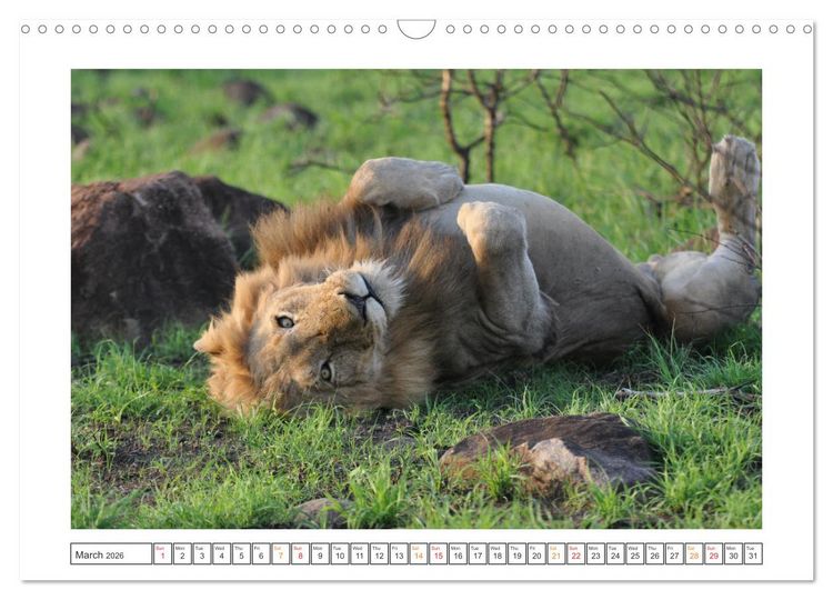 Produktbild: African Big Cats (Wall Calendar 2026 DIN A3 landscape), CALVENDO 12 Month Wall Calendar