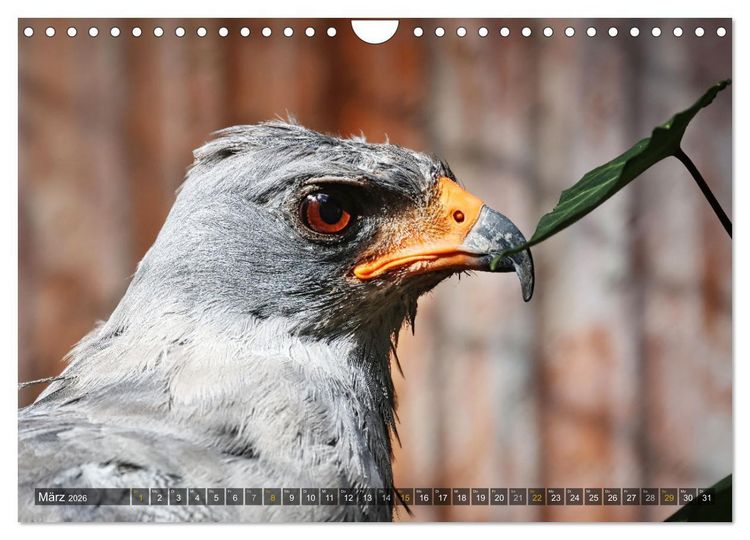 Produktbild: Imposante Vogelportr&auml;ts (Wandkalender 2026 DIN A4 quer), CALVENDO Monatskalender
