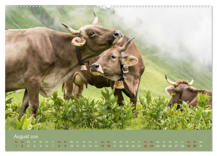 Produktbild: Allg&auml;uer Rindvieh 2026 (hochwertiger Premium Wandkalender 2026 DIN A2 quer), Kunstdruck in Hochglanz
