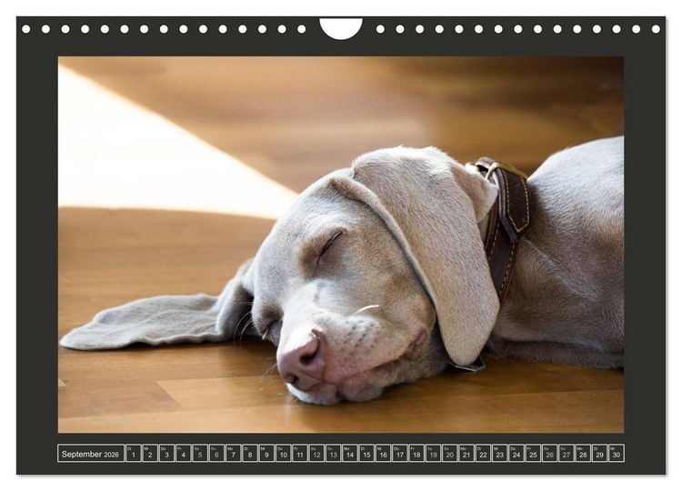Produktbild: Weimaraner - Ein Welpenjahr (Wandkalender 2026 DIN A4 quer), CALVENDO Monatskalender