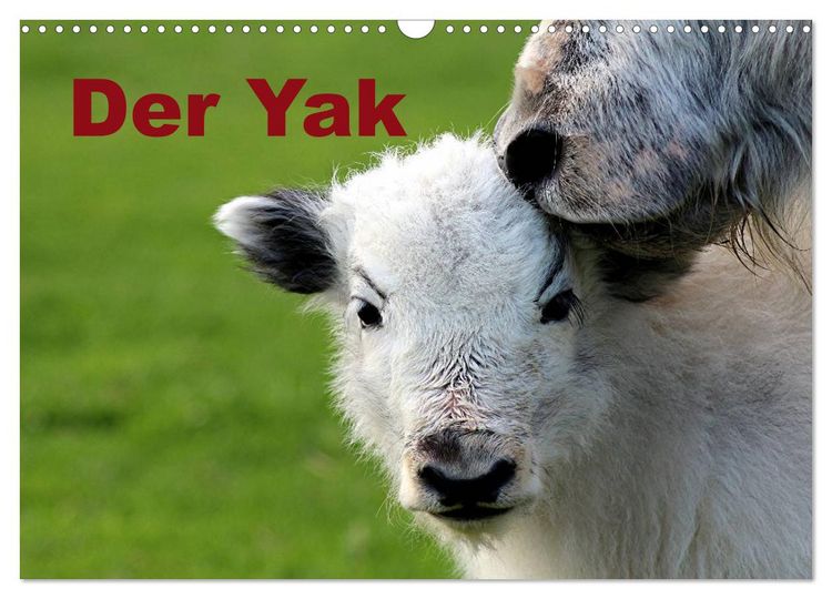 Produktbild: Der Yak (Wandkalender 2026 DIN A3 quer), CALVENDO Monatskalender