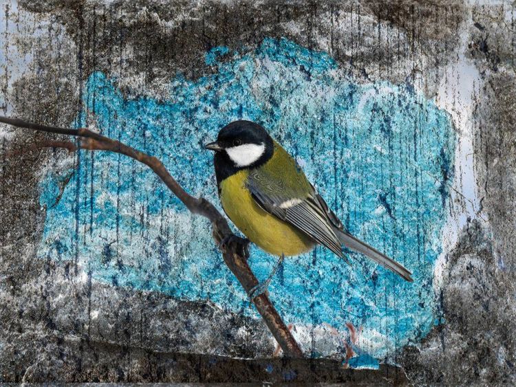 Produktbild: CALVENDO Puzzle Kohlmeise | 1000 Teile Lege-Gr&ouml;&szlig;e 64x48cm Foto-Puzzle f&uuml;r gl&uuml;ckliche Stunden