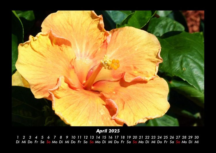 Produktbild: Blumenkalender 2025 Fotokalender DIN A3