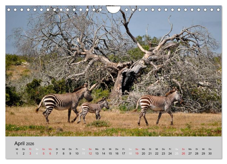 Produktbild: Momente in S&uuml;dafrika (Wandkalender 2026 DIN A4 quer), CALVENDO Monatskalender