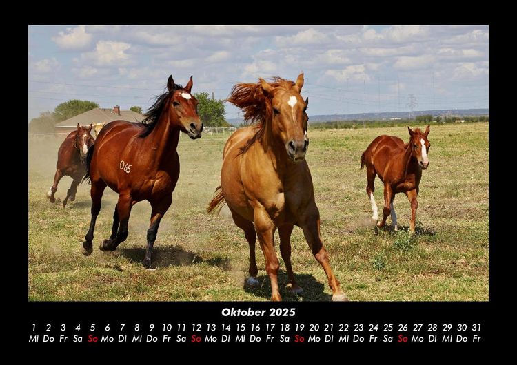 Produktbild: Die Welt der Pferde 2025 Fotokalender DIN A3
