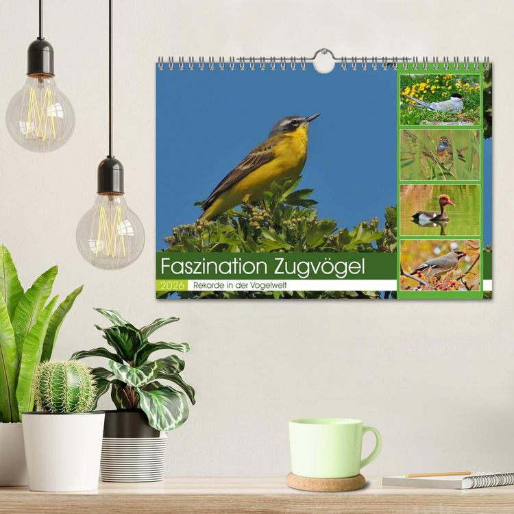 Produktbild: Faszination Zugv&ouml;gel - Rekorde in der Vogelwelt (Wandkalender 2026 DIN A4 quer), CALVENDO Monatskalender
