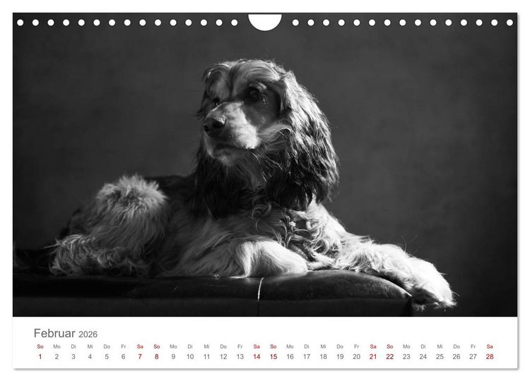 Produktbild: Hundeportraits Fine Art (Wandkalender 2026 DIN A4 quer), CALVENDO Monatskalender