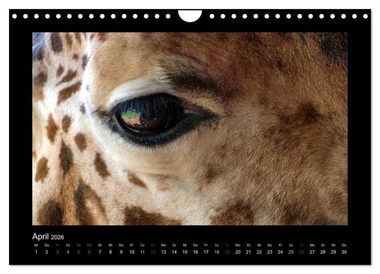 Produktbild: Wilde Tiere Afrikas (Wandkalender 2026 DIN A4 quer), CALVENDO Monatskalender