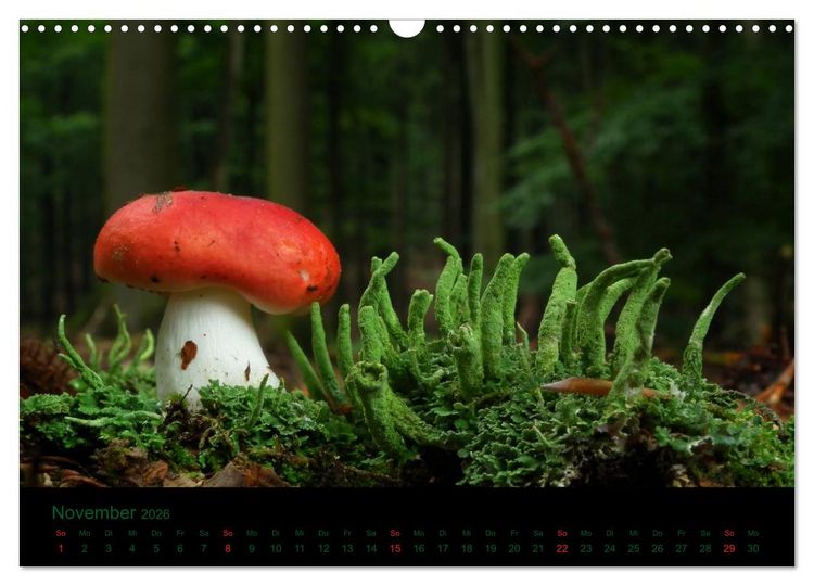 Produktbild: Im Reich der Pilze (Wandkalender 2026 DIN A3 quer), CALVENDO Monatskalender