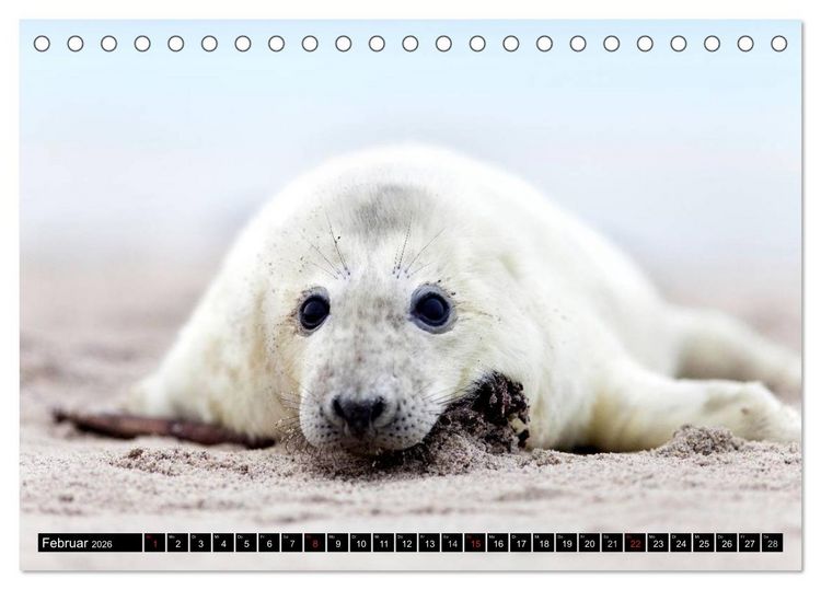 Produktbild: Robbenbabys (Tischkalender 2026 DIN A5 quer), CALVENDO Monatskalender