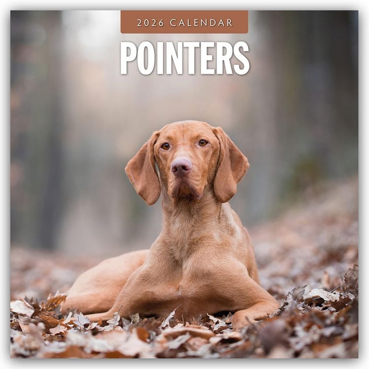 Produktbild: Pointers – Vorstehhund – Pointer 2026 – 16-Monatskalender