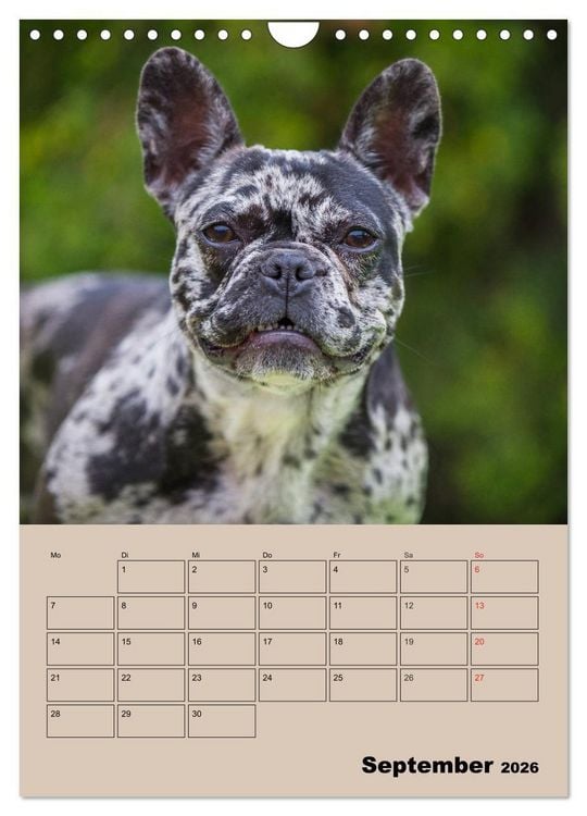 Produktbild: Jahresplaner Franz&ouml;sische Bulldogge (Wandkalender 2026 DIN A4 hoch), CALVENDO Monatskalender